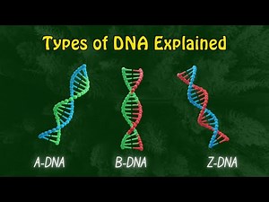 Types of DNA Explained🧬 | A-DNA, B-DNA & Z-DNA Structures 🔬