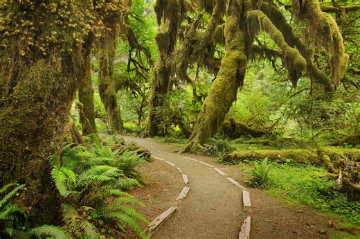 This Rainforest Trail Was Named One of the Best Hikes on the Planet—and It’s the Quietest Place in the Continental U.S.