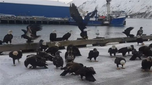 Just Another Day In Alaska: Astounding Clip Shows Surprising Bald Eagle Behavior At Boat Dock