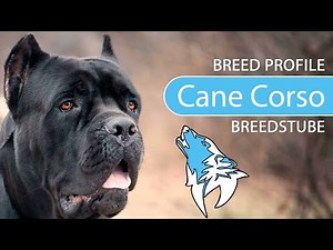 ► Cane Corso Breed Profile [2022] Temperament & Training