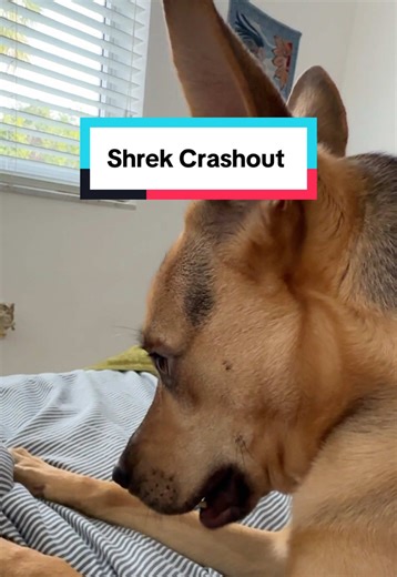 Nothing can stand stand between Cactus and his Shrek time!! | dog
