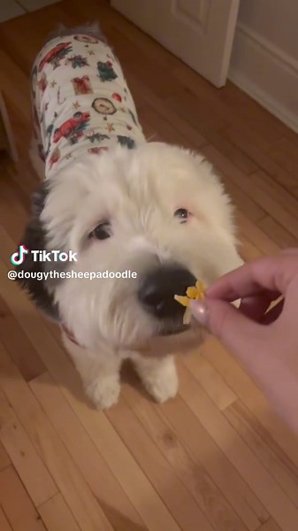 Discover the Adorable World of Sheepadoodles