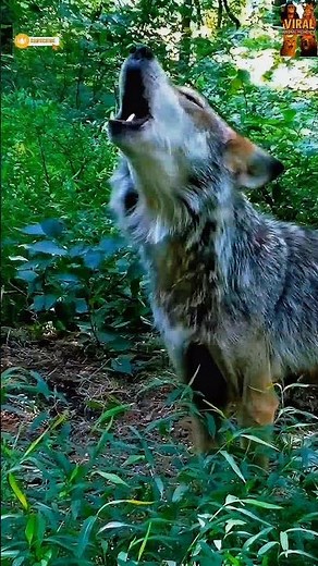 The Ultimate Wolf Howl Experience! 🐺🎶