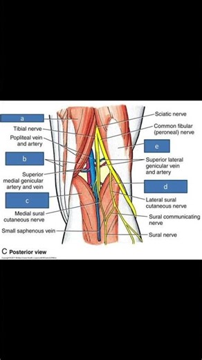 "Posterior Neurovascular Anatomy of the Popliteal Fossa – Nerves, Arteries, and Veins"