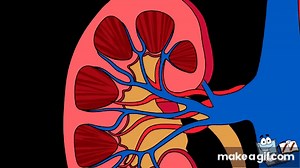 Kidney Functions in human body - video for kids on Make a GIF