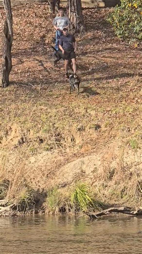 Winston watching how to swim like a dog. | Eric Winter | Facebook