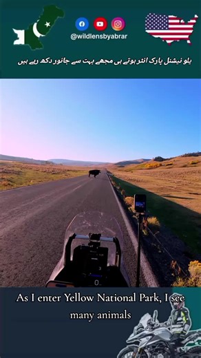 As I enter Yellow National Park, I see many animals#wildlensbyabrar #yellowstone #nationalpark #animals #fybシviral_video_tiktok