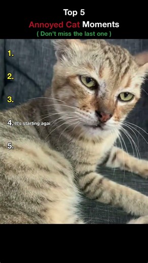 Top 5Annoyed Cat Moments #cats #cat