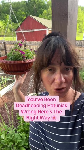 You’re probably deadheading your petunias wrong 🌸 Stop pinching the bloom and do this instead if you want fuller healthier plants all season long #GardeningTips #PetuniaCare #FlowerGarden #GardenHacks #Deadheading