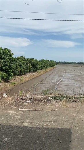 Phần 17 - điều trị tiêu chảy do parvovirus gây ra ở chó #vet #dongvat #pets