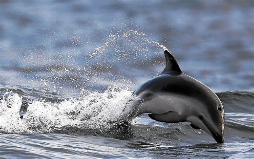 Protection des dauphins : pour Sea Shepherd, « le préfet maritime met de l’huile sur le feu » en s'adressant aux pêcheurs | Le Télégramme