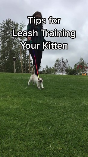 Kitten Leash Training Guide