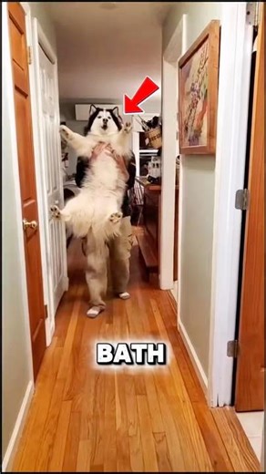 Dogs HATE Bath Time