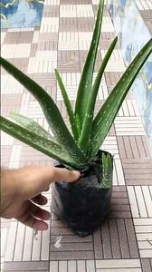 🌱 Aloe Vera Plant Propagation Made Easy! | Grow Aloe Vera Fast 🌿#AloeVera #AloeVeraPropagation