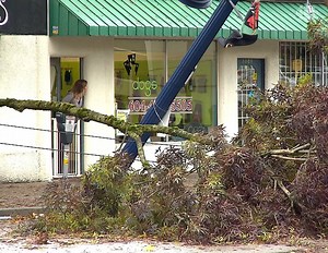 What you should do if you see a fallen tree on a power line... www.cbc.ca/1.3804547 | CBC Vancouver