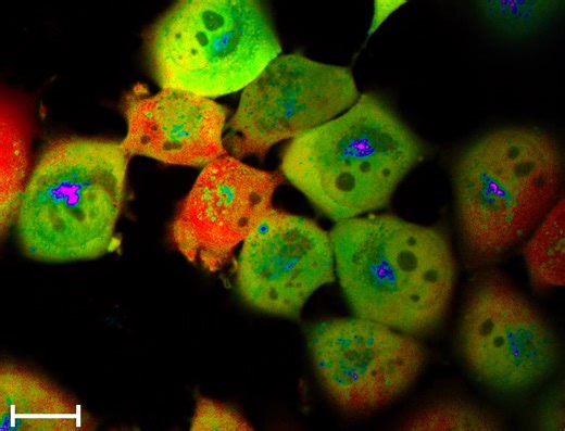 A new study in the Journal of Cell Science by University of Notre...