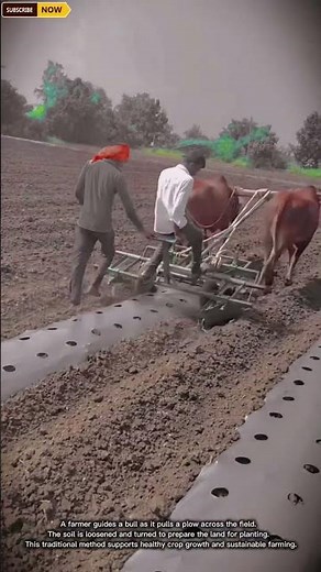 Preparing Farmland Using a Bull-Drawn Plow