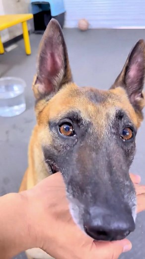 Dog Training Commands: Clear Short Obedience Cues