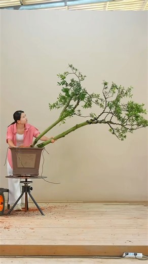 ornamental plants for fish tanks #bonsai #moutainlife #bonsaitree #분재