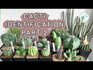 Cacti Identification Part 2 — Ep 09