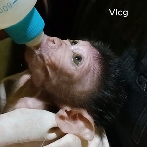 4.1K views · 130 reactions | Feeding milk to small newborn monkey, Poor baby drink milk by hungry | Vlog Monkey | Facebook