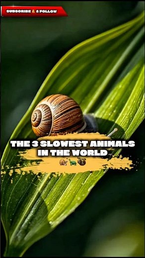 The 3 Slowest Animals in the World 🐌🐢🦥