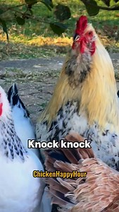 661K views · 60K reactions | Nana your Business! #dadjokes #knockknock #rooster #chickens #jokes #funnyanimals #comedy #chickensofinstagram #chickenhappyhour | Chicken Happy Hour | Facebook