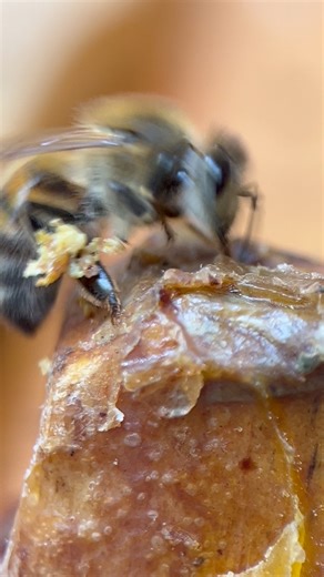 222K views · 3.6K reactions | ✨Propolis✨ I watched several bees collect propolis from some old frames today — nature’s medicine at work. Propolis is the colony’s external immune system — made from tree resins a wax-It seals cracks, keeps out bacteria and fungi, and helps regulate hive temperature. It’s more than just bee glue! Watch this bee move it from her mouth to front legs to her “pollen basket”. Amazing! | Nooga Honey Pot | Facebook