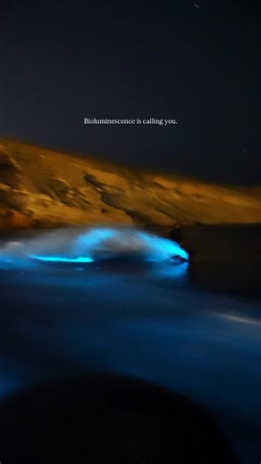 Abdulrahman Ali 🦅 on Instagram: "Bioluminescence is calling you💙🪼. . #Oman #fyp #fypシ #bioluminescence"