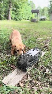 Caged Squirrel Sight Chase: Build Drive & Treeing in Young Squirrel Dogs (Feist Training)”