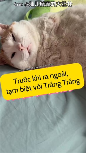 626K views · 33K reactions | Meo Meo #2913 - Nhìn em ngoan quá đi #funnycat #cat #pet #mèocon #mèocute #mèotiktok #catsoftiktok | Ở đây có Meo meo | Facebook