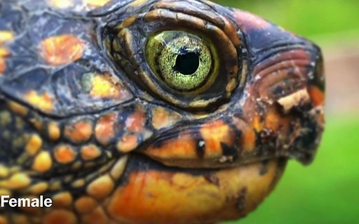 Box Turtle Facts! - 介绍6种箱龟