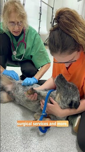 Low-Cost Vet Clinic in Southern Illinois | TimberTrails