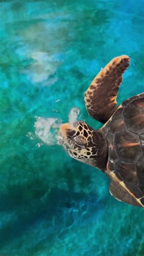 #bunburydolphindiscoverycentre #turtlerehabilitation #bunbury #westernaustralia #loggerheadturtle | MGIB