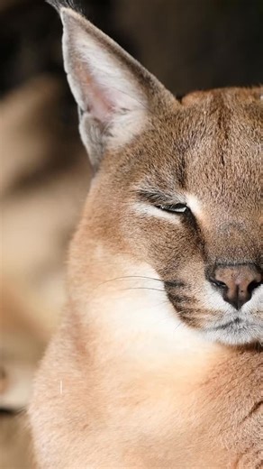 Today we are learning about the Caracal. These beautiful cats can be found in dry savannas, deserts, and forests of much of Africa, the Middle East and Southern Asia. Their large, pointy ears, tipped with black tufted fur have over 20 muscles that allow their ears to swivel around like satellite dishes to detect prey more precisely. They are the largest of the small cats, with females weighing 13-35 lbs and males 18-44 lbs. on average they are 24-42 inches in size. You can see Dutchess the carac