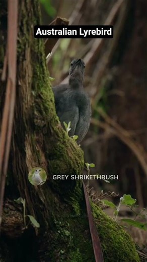 Australian Lyrebird I Nature’s Ultimate Sound Mimic
