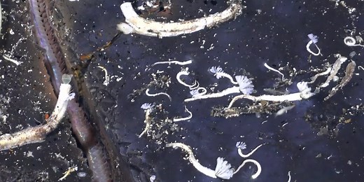 Scientists discover massive new creatures living in the Earth's oceanic crust