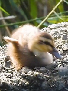 Adorable Duckling's First Wobbly Steps After Rest