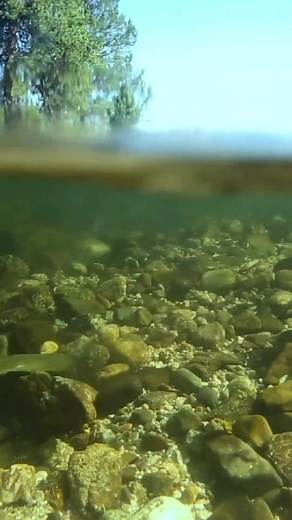 23K views · 342 reactions | When it’s time to spawn, female salmon,...