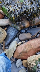 2.5M views · 46K reactions | A glimpse of ancient sealife on this 180 million years old Rock! 直⏳️勞 #fossilhunting #fossils #reel #coast #rock #sea #beach #ammonite | All about the Fossils | Facebook