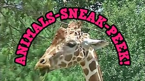 Watch Brainy Baby Animals Video on Amazon Live