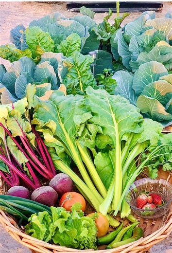 Gardening Tips and Tricks with Rubbi