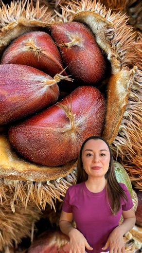 Healthy roots = bigger chestnut harvests later👇 Planted chestnut trees this spring? A little fall care goes a long way. Follow this checklist to keep your trees healthy all winter long 🌿: ✅ Stop fertilizer — prevents frost-sensitive growth ✅ Continue watering — until soil freezes ✅ Mulch — to insulate roots & retain moisture ✅ Protect trunk & bark — prevent cracking or animal damage ✅ Clean orchard floor — remove burrs & debris to stop disease Healthy fall care = strong trees & future harvests