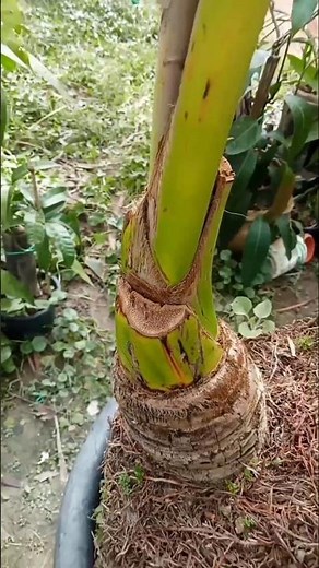 Grow your own dwarf coconut tree! Perfect for small gardens.