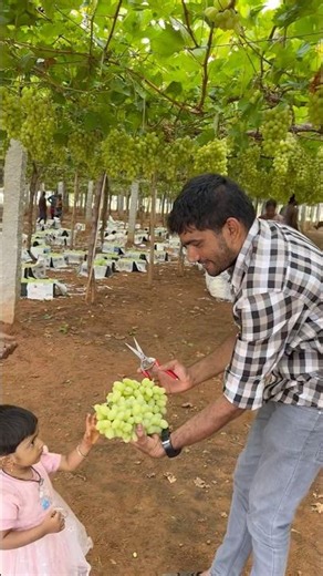 Green grapes harvesting #greengrape #harvesting #youtube #shorts