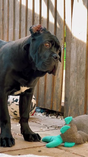 😍😍😍😍😍KING 👑#canecorso #k9 #4months #nutrition #dogtok #lovemydog #italianmastiff #king