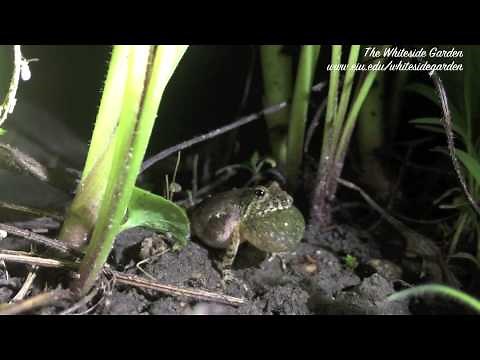 Blanchard's cricket frog calling