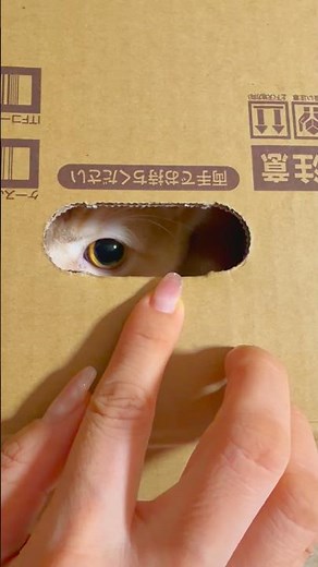 Whac-A-Mole #cute #cat