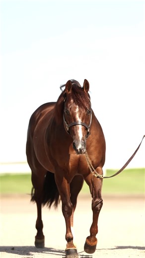 Super Marioo: The Premier Reining Stallion