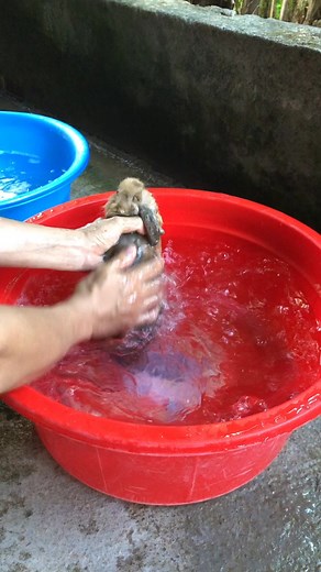 Bathe your rabbit this way to keep it from getting scabies #bunny #instabunny #kelinci #bunnies #cutebunny #animals #bunniesofinstagram #pet #rabbits #pets #bunnylover #rabbiteating #love #rabbitlove #bunnyoftheday #bunnyrabbit #bunniesworldwide #rabbitstagram #kelincihias #rabbitsofinstagram #bunnygram #rabbitlife #rabbit #bunnylife #petsofinstagram #bunnylove #cute #lapin | Mezan Mehari